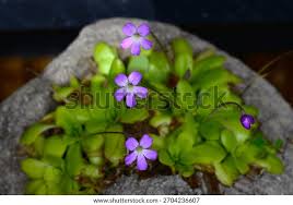 Attēlu rezultāti vaicājumam “Lentibulariaceae”