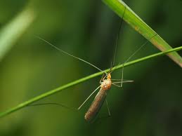 Attēlu rezultāti vaicājumam “Cribraria ferruginea”