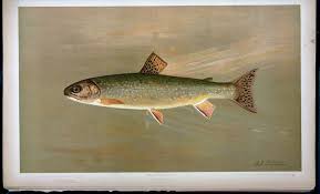 Image result for Salvelinus fontinalis
