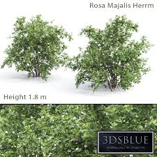 Attēlu rezultāti vaicājumam “Rosa majalis”