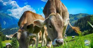 Image result for ganado bovino