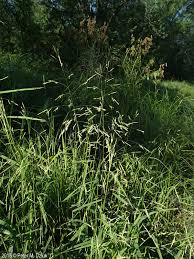 Attēlu rezultāti vaicājumam “Leersia oryzoides”