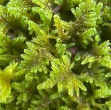 Attēlu rezultāti vaicājumam “Hypnum”