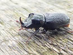 Attēlu rezultāti vaicājumam “Sinodendron cylindricum female”