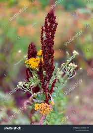 Attēlu rezultāti vaicājumam “Rumex aquaticus bud”