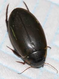 Attēlu rezultāti vaicājumam “Colymbetes striatus”