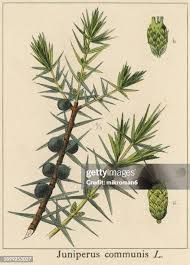 Attēlu rezultāti vaicājumam “Juniperus communis leaf”