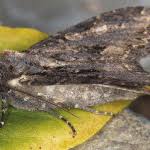 Attēlu rezultāti vaicājumam “Mniotype satura”