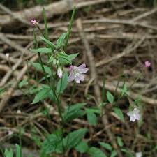Attēlu rezultāti vaicājumam “Epilobium montanum flower”