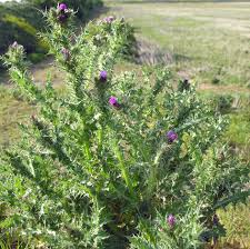 Attēlu rezultāti vaicājumam “Carduus crispus leaf”