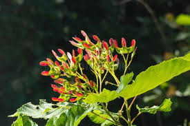 Attēlu rezultāti vaicājumam “Acer tataricum subsp. ginnala flower”