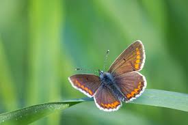 Attēlu rezultāti vaicājumam “Polyommatus icarus female”