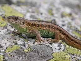 Attēlu rezultāti vaicājumam “Lacerta agilis”