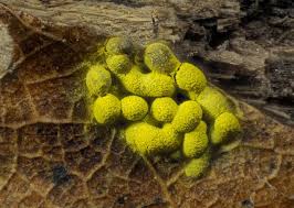 Attēlu rezultāti vaicājumam “Physarum ovisporum spores”