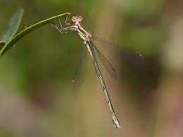 Attēlu rezultāti vaicājumam “Lestes virens”