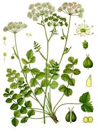 Image result for Pimpinella major