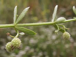 Attēlu rezultāti vaicājumam “Geocrypta galii”