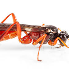 Attēlu rezultāti vaicājumam “Ichneumonidae”