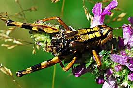 Attēlu rezultāti vaicājumam “Entomophaga grylli”