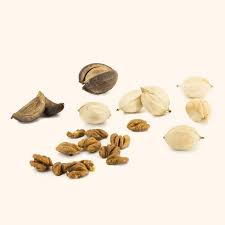 Attēlu rezultāti vaicājumam “Carya ovata fruit”