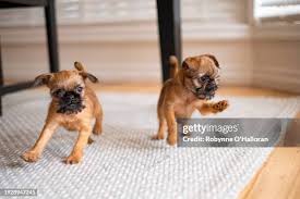 Image result for brüsseler giffon