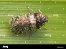 Attēlu rezultāti vaicājumam “Cixius sp.”