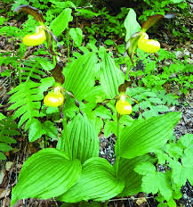 Attēlu rezultāti vaicājumam “Cypripedium calceolus leaf”
