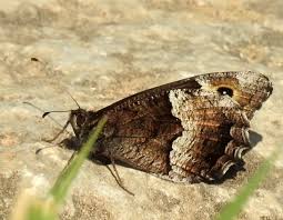 Attēlu rezultāti vaicājumam “Hipparchia alcyone underside”