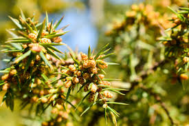 Attēlu rezultāti vaicājumam “Juniperus communis male flower”