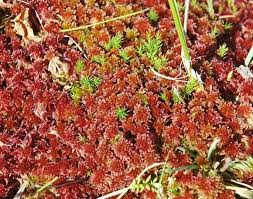 Attēlu rezultāti vaicājumam “Sphagnum russowii”
