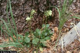 Attēlu rezultāti vaicājumam “Pyrolaceae”