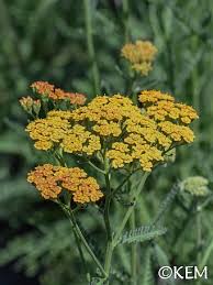 Image result for Achillea millefolium