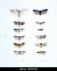 Attēlu rezultāti vaicājumam “Gelechia rhombella”