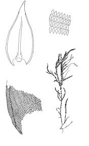 Attēlu rezultāti vaicājumam “Antitrichia curtipendula macro”