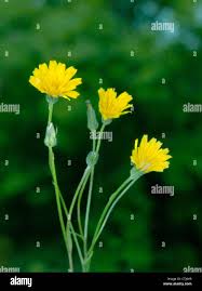 Attēlu rezultāti vaicājumam “Leontodon autumnalis  flower”