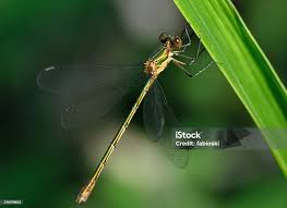 Attēlu rezultāti vaicājumam “Lestes sponsa”