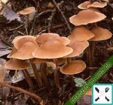 Attēlu rezultāti vaicājumam “Collybia acervata”