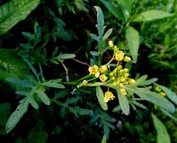 Attēlu rezultāti vaicājumam “Rorippa sylvestris leaf”