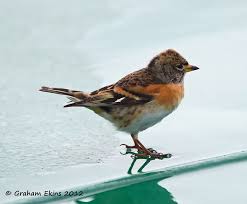 Attēlu rezultāti vaicājumam “Fringilla montifringilla male”