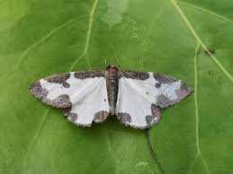 Attēlu rezultāti vaicājumam “Lomaspilis marginata”