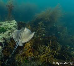 Image result for Dasyatis pastinaca