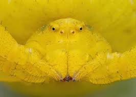 Attēlu rezultāti vaicājumam “Dianema nivale macro”