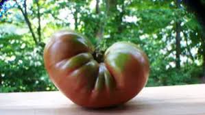 Afbeeldingsresultaat voor erdie family oxheart tomato