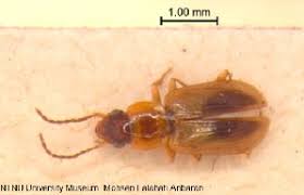 Attēlu rezultāti vaicājumam “Acupalpus flavicollis”