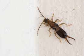 Attēlu rezultāti vaicājumam “Forficula auricularia male”