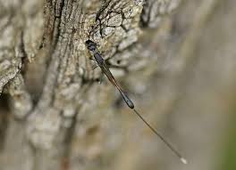 Attēlu rezultāti vaicājumam “Gasteruption jaculator imago”