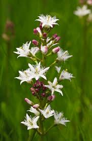 Attēlu rezultāti vaicājumam “Menyanthes trifoliata”