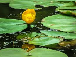 Attēlu rezultāti vaicājumam “Nuphar lutea flower”