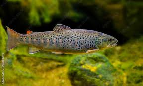 Image result for Salmo trutta trutta