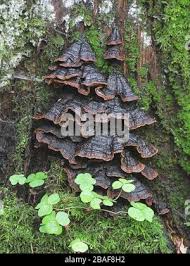 Attēlu rezultāti vaicājumam “Hymenochaete rubiginosa”